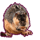 icon made from image of a rakali with a maroon border
