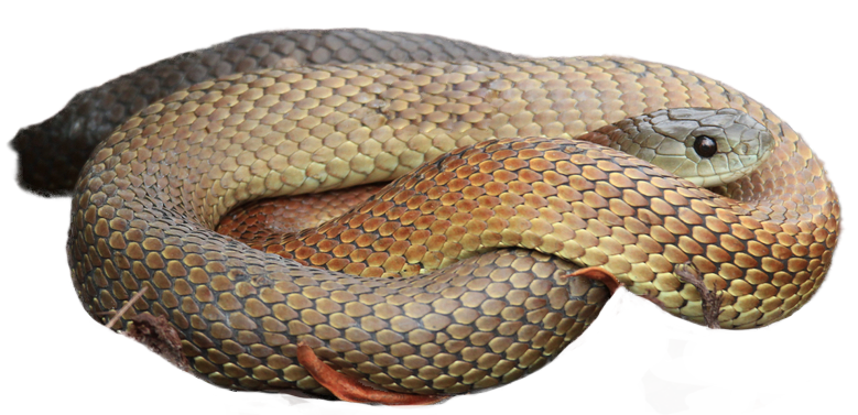 Tiger snake icon